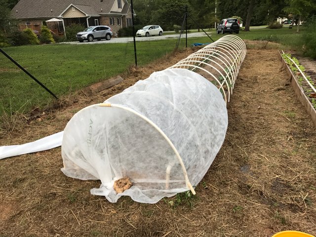 Fall Garden planting and row covers / in the garden greenhouse — Steemit